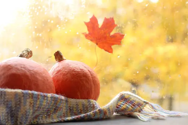 two small orange pumpkins wrapped in a scarf on a window background with raindrops in autumn