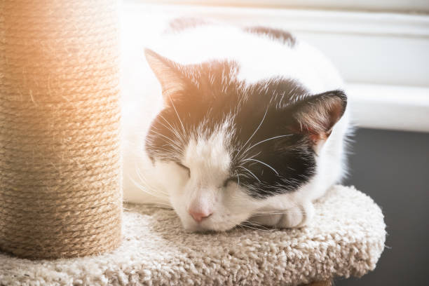 istock A black and white cat sleeping on a cat tree with warm light shining through window 1180370140