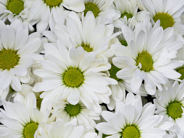 istock White Daisy Green Eye Close-up Tight Group 1180370567