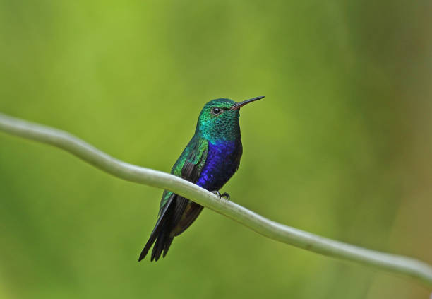 istock Violet-bellied Hummingbird 1180373895