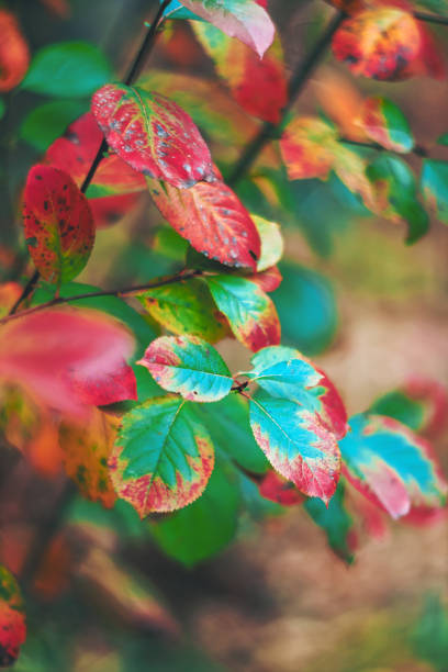 istock green and red leaves in autumn 1180374772