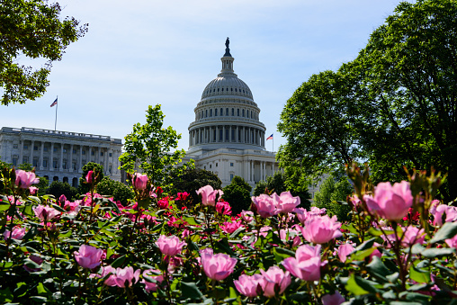 US Capitol Dome framed by roses and trees, Washington DC