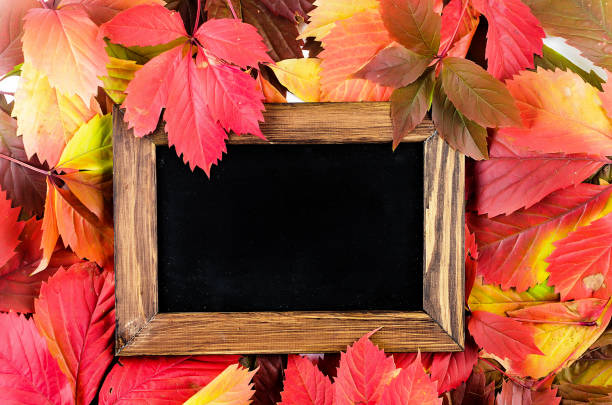 istock Black frame frame with red leaves on white background. Autumn composition. thanksgiving day or fall,  concept. Flat lay, top view, copy space