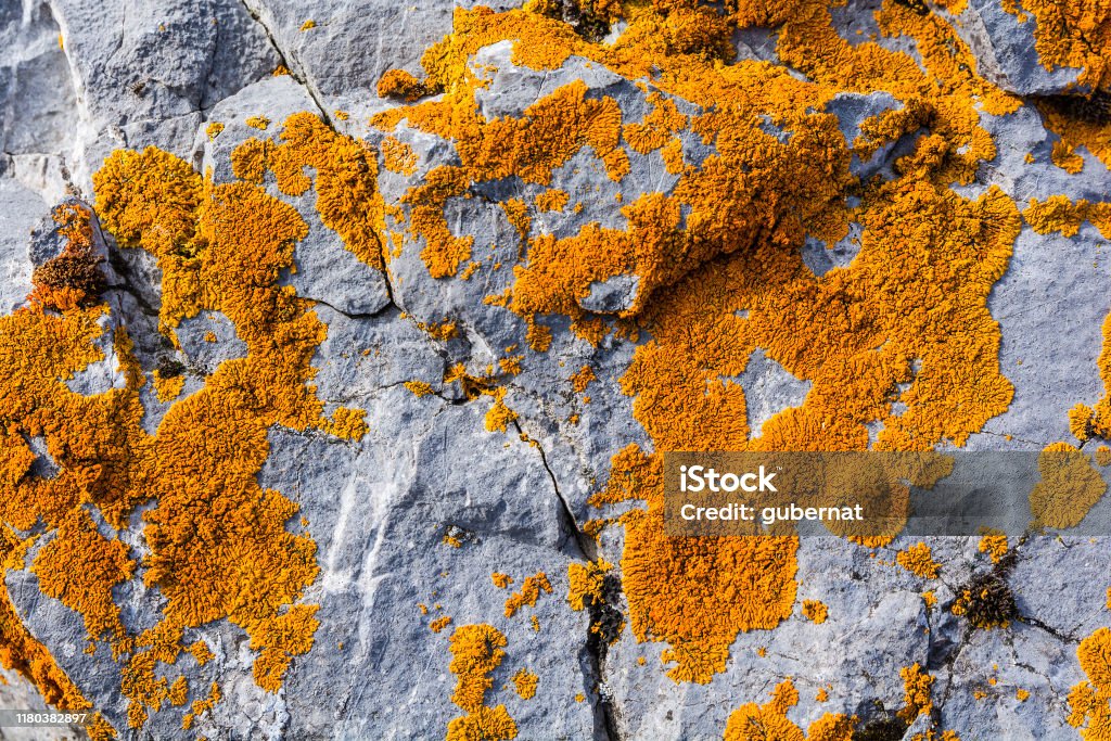 Élégant sunburst lichen (Xanthoria elegans, Rusavskia elegans) sur la roche. Espèces utilisées pour la lichénométrie. - Photo de Algue libre de droits