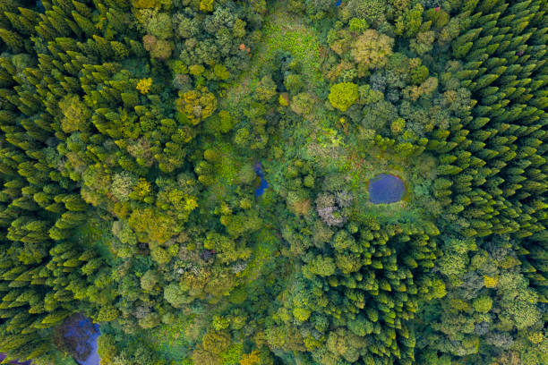 istock Aerial view of pine trees green forest in summer 1180383191
