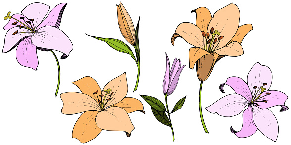 Vector Pink and orange lily floral botanical flower. Wild spring leaf wildflower isolated. Engraved ink art. Isolated lilies illustration element on white background.