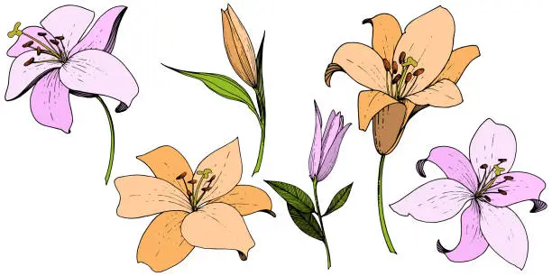 Vector illustration of Vector Pink and orange lily floral botanical flower. Engraved ink art. Isolated lilies illustration element.