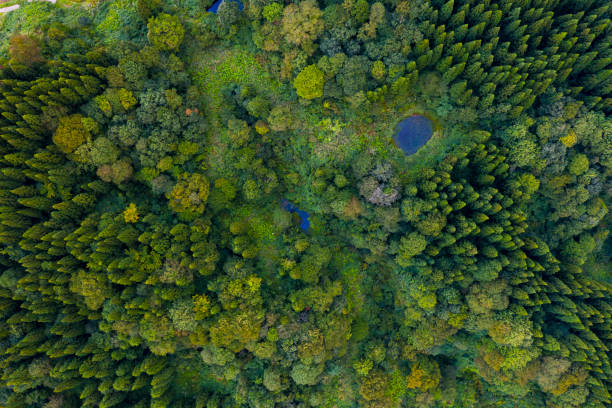 istock Aerial view of pine trees green forest in summer 1180383396