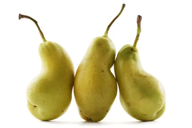 Ugly fruits. Oddly shaped organic pears isolated on white background front view