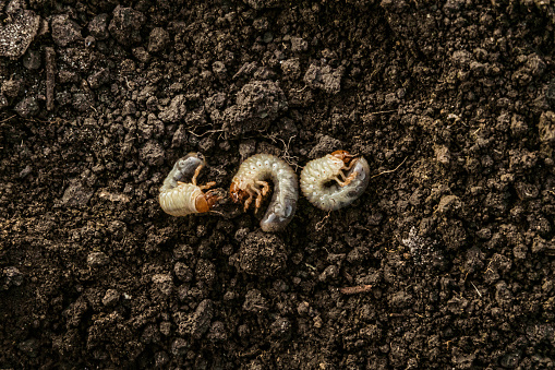 Cockchafer larvae on garden soil. Garden insect pest.