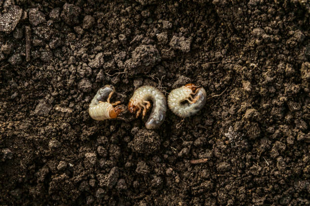 Cockchafer larvae on garden soil. Garden insect pest. stock photo