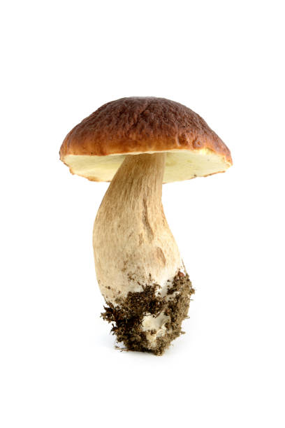 penny bun moshroom (kind bolete) on white isolated background penny bun moshroom (kind bolete) on white isolated background peppery bolete stock pictures, royalty-free photos & images