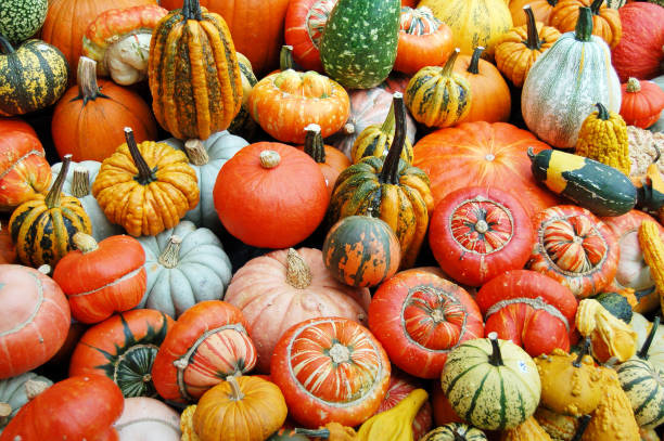 istock Sorts of pumpkins. full frame background. 1180387449
