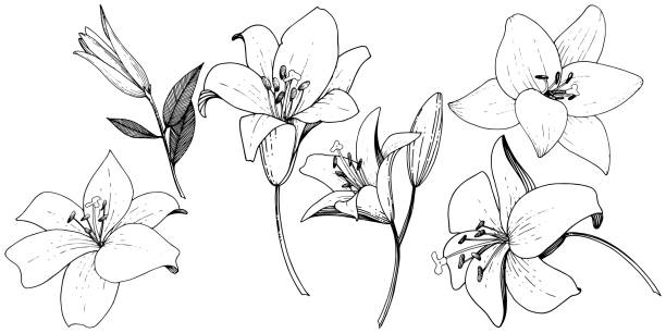 ilustrações de stock, clip art, desenhos animados e ícones de vector lily floral botanical flower. black and white engraved ink art. isolated lilies illustration element. - lily