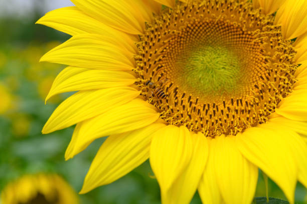 honey bee collecting pollen on a blooming sunflower