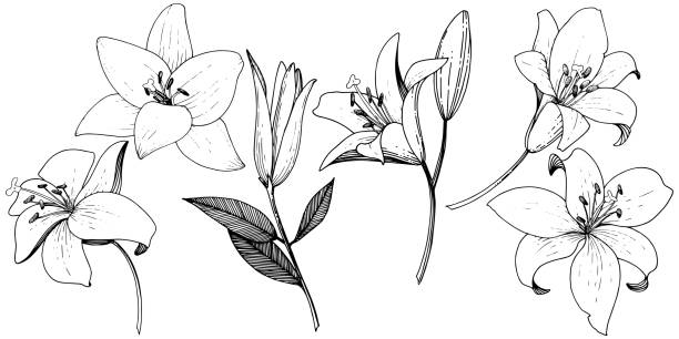 wektor lilia kwiatowy kwiat botaniczny. czarno-biała grawerowana sztuka atramentowa. element ilustracji izolowanych lilii. - black pencil stock illustrations