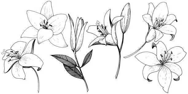 Vector illustration of Vector Lily floral botanical flower. Black and white engraved ink art. Isolated lilies illustration element.