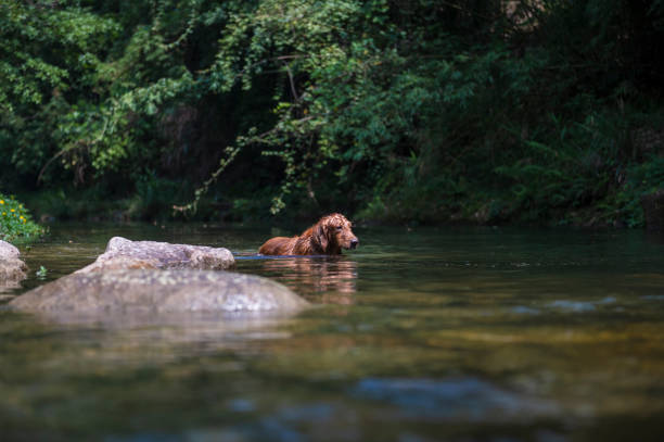 istock Golden Retriever playing in the creek 1180387886