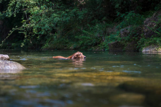 istock Golden Retriever playing in the creek 1180387894