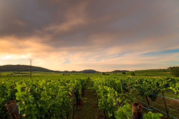 istock grapes on the hills of Alsace 1180388832