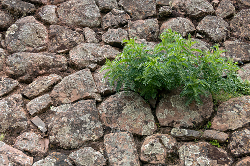 Backdrop of green plant life growing in stone. Natural background with copy space for sustainable and responsible lifestyle concept