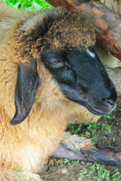 istock Beautiful brown sheep on a farm in Bulgaria 1180390449