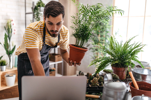 Handsome man with apron using laptop while planting flowers at home