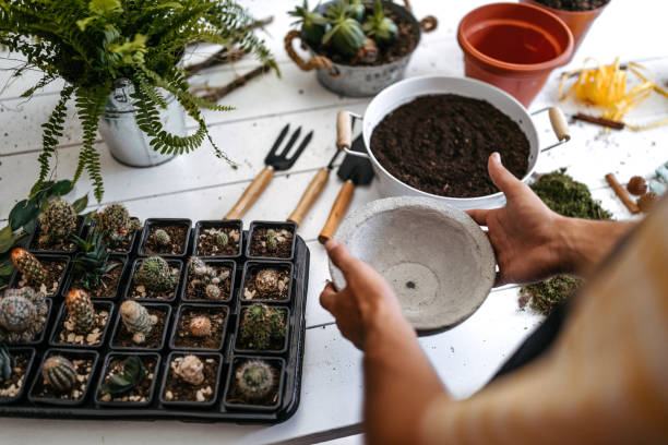 istock Botanist with cactus's at plant nursery 1180391226