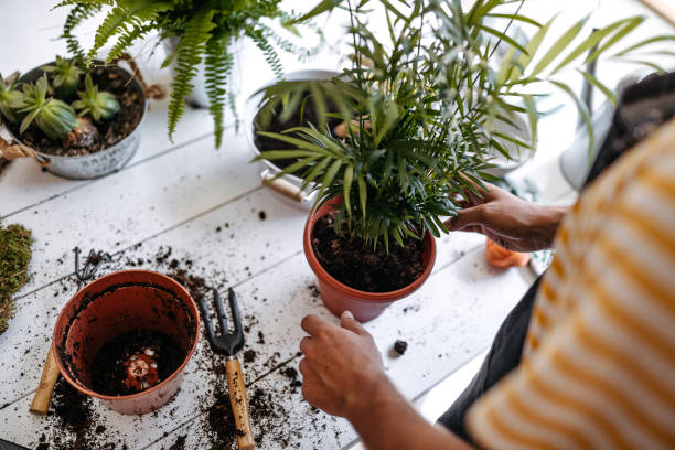 trabajar esa suciedad, salvar la tierra - plantar en maceta fotografías e imágenes de stock