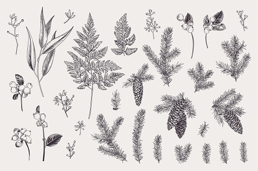 Set with Christmas plants. Vector design elements. Spruce, cones, snowflake, eucalyptus, fern. Engraving illustration. Black and white.