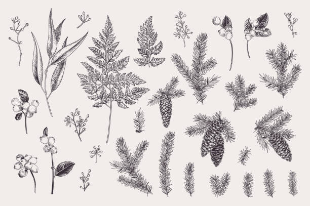 Set with winter plants. Set with Christmas plants. Vector design elements. Spruce, cones, snowflake, eucalyptus, fern. Engraving illustration. Black and white. coniferous tree illustrations stock illustrations