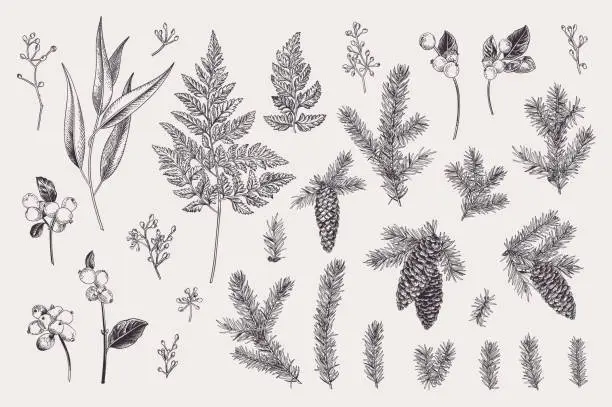 Vector illustration of Set with winter plants.