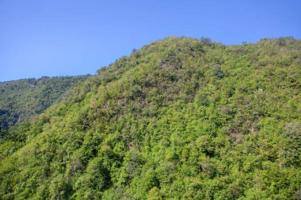 istock green forest on the mountain 1180393911