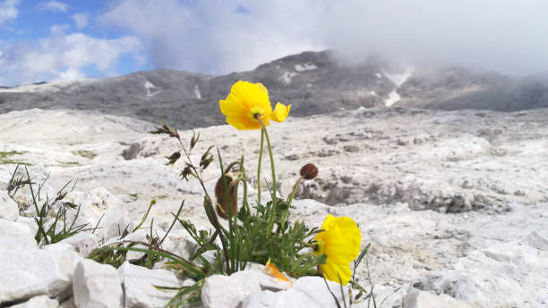 Yellow poppy flower with dolomiti mountain background A Yellow poppy flower in focus with dolomiti mountain background, white rocks and blue sky in a sunny day corn poppy photos stock pictures, royalty-free photos & images