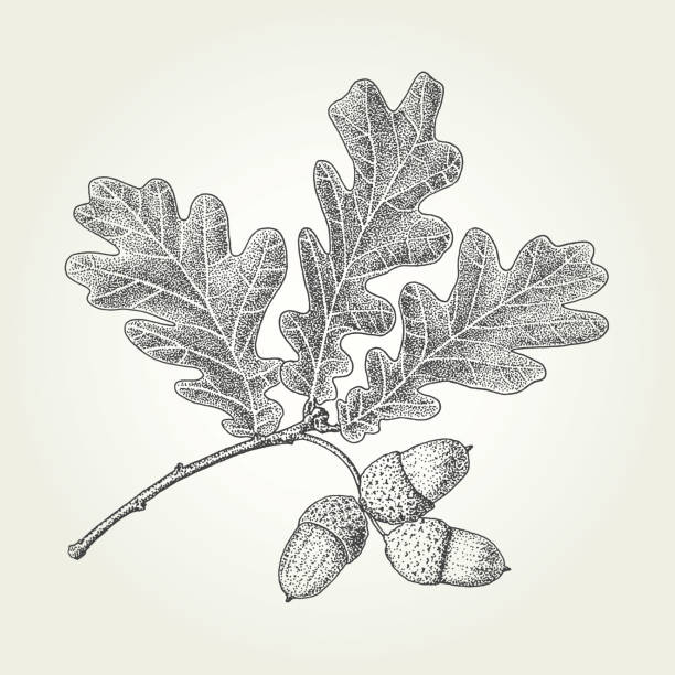 ilustrações de stock, clip art, desenhos animados e ícones de oak leaves and acorns drawing - bolota ilustrações