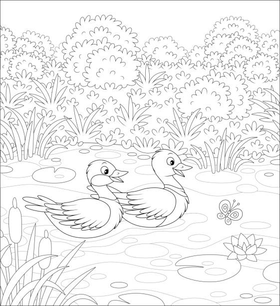 ilustrações de stock, clip art, desenhos animados e ícones de wild ducks on a lake - marsh swamp plant water lily