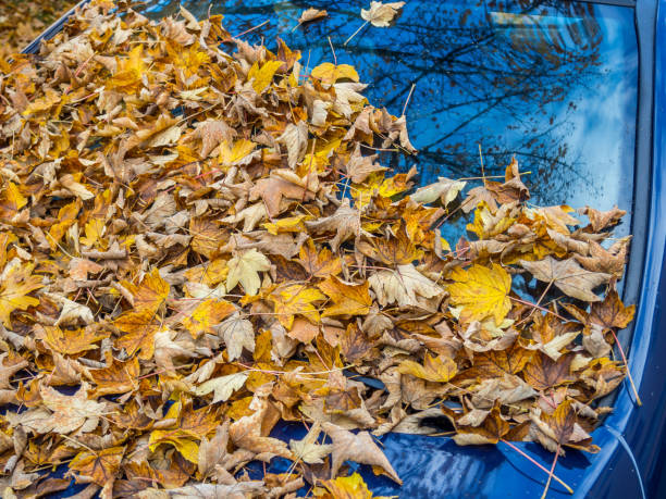 istock Leaves on car in autumn danger 1180395655