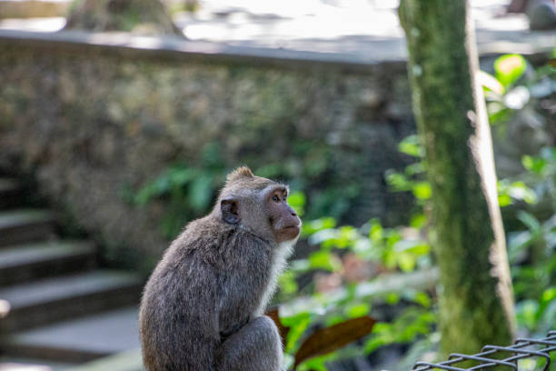 istock Moments from Bali 1180397153