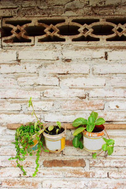 istock Background Flower in Used paint cans hanging on White paint Brick 1180398115