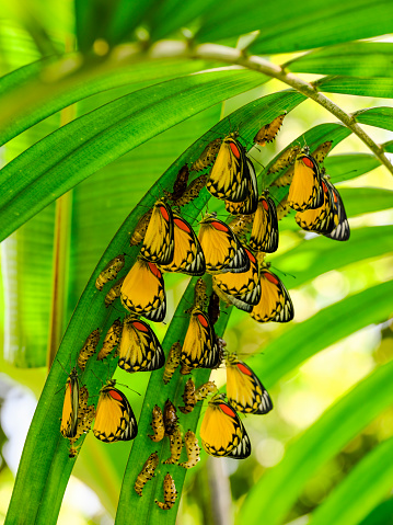 Gran grupo de hermosas mariposas pintadas de color amarillo, blanco y naranja, que emergen de su forma de crisálida, bajo las frondas de palma, listas para comenzar su vida como mariposas. photo