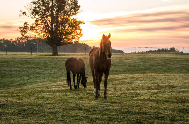 istock Horses grazing in pasture on a cold morning at sunrise 1180399079