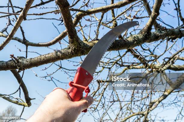 Branch Saw In Garden Background Stock Photo - Download Image Now - Pruning - Gardening, Cutting, Fruit