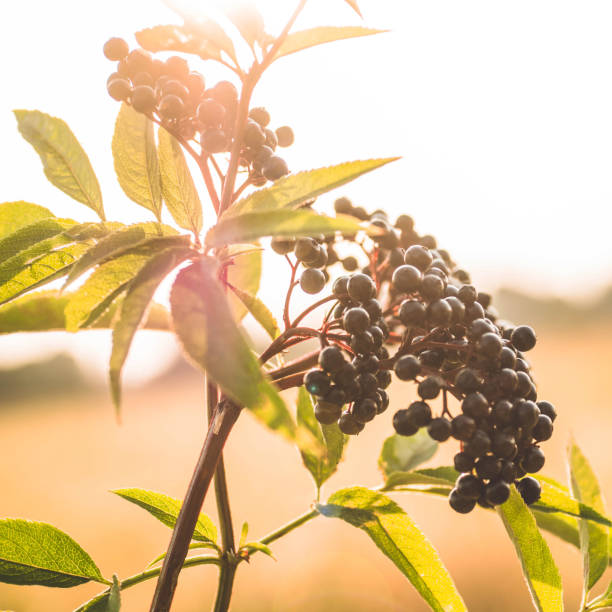 grappoli di sambuco nero di frutta in giardino alla luce del sole (sambucus nigra). anziano, anziano nero, sfondo sambuco nero europeo - elderberry foto e immagini stock