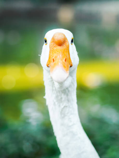 istock Look of a goose 1180400703