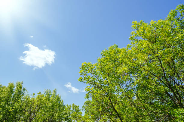 istock green trees in spring and sun in blue sky with clouds 1180400847