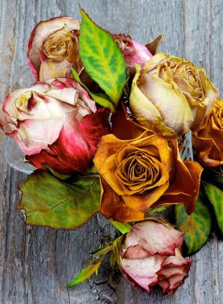 istock Bunch of Withered Roses 1180401712