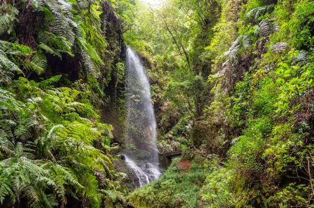 waterfall of los tilos on la palma - natural phenomenon waterfall rock tranquil scene imagens e fotografias de stock