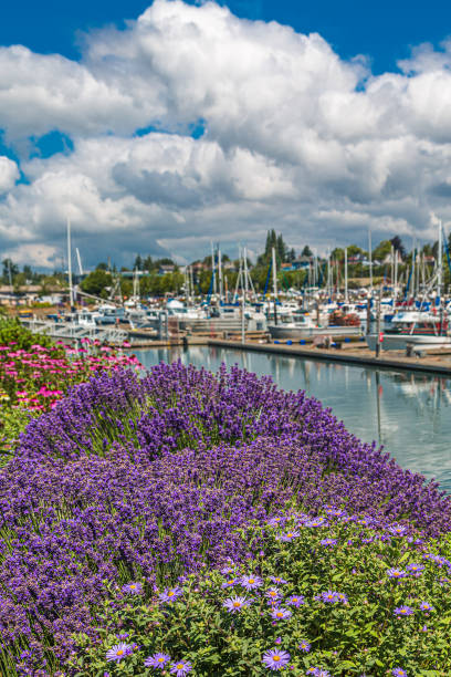 istock Purple Wildflowers by Marina 1180402042