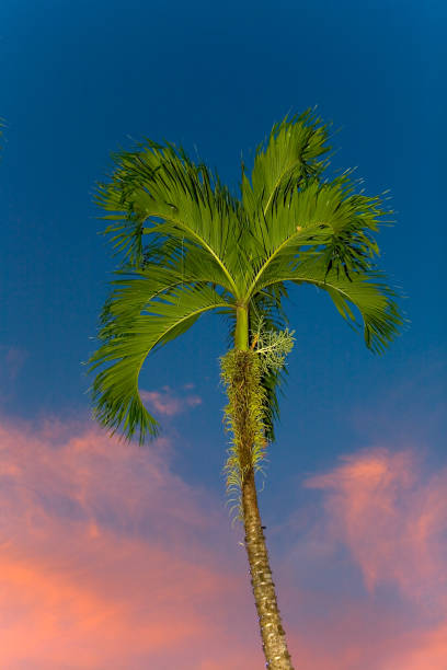 istock Beautiful palm tree on the background blue sky and pink clouds. 1180402942