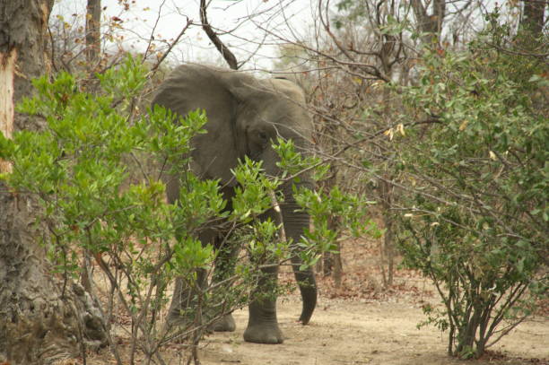 istock African elephant (Loxodonta) Liwonde National Park Malawi 1180403134